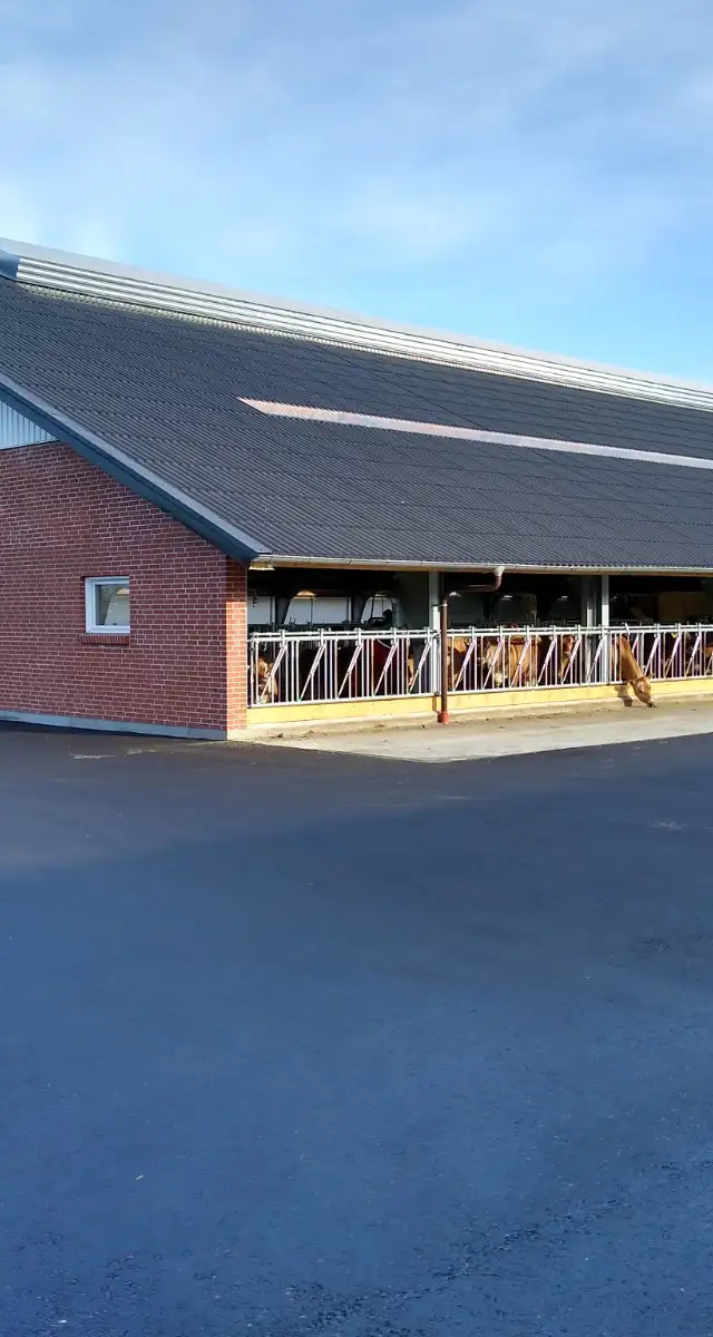 Ny kælvnings- og kalvestald i Fjelstervang nær Kibæk