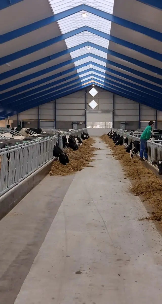 Ny ungdyr- og goldko/kælvningsstald i Hemmet - i Vestjylland