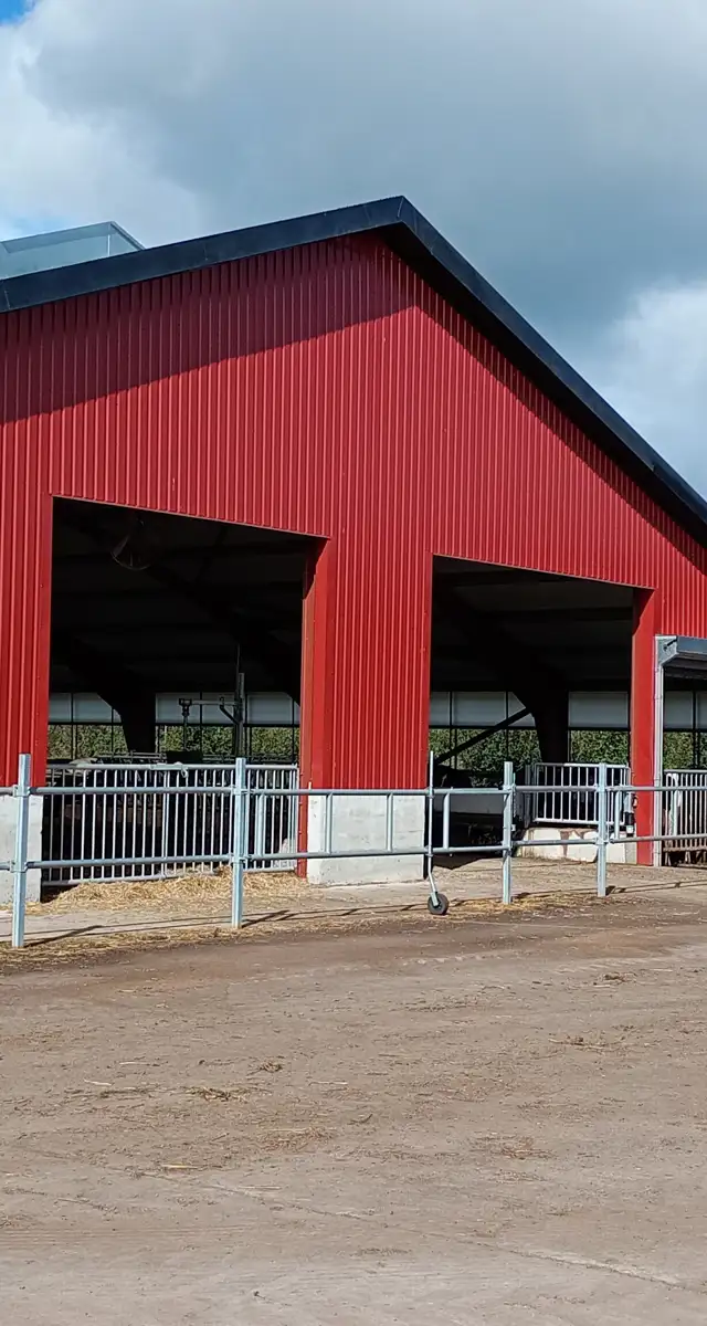 Ny kælvnings - og goldkostald i Sunds