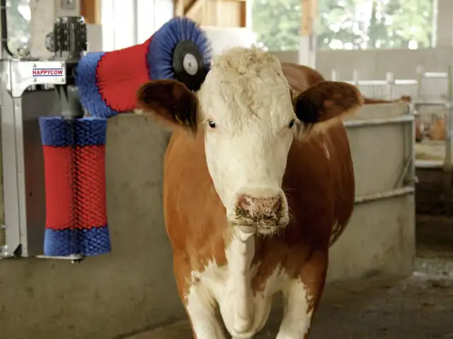 Happy Cow Duo dobbelt børste