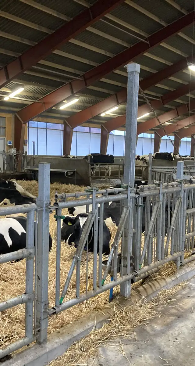 Gennemtænkt tilbygning til 130 årskøer i Agerbæk