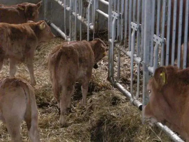 Mellemgitter med kalvegennemgang