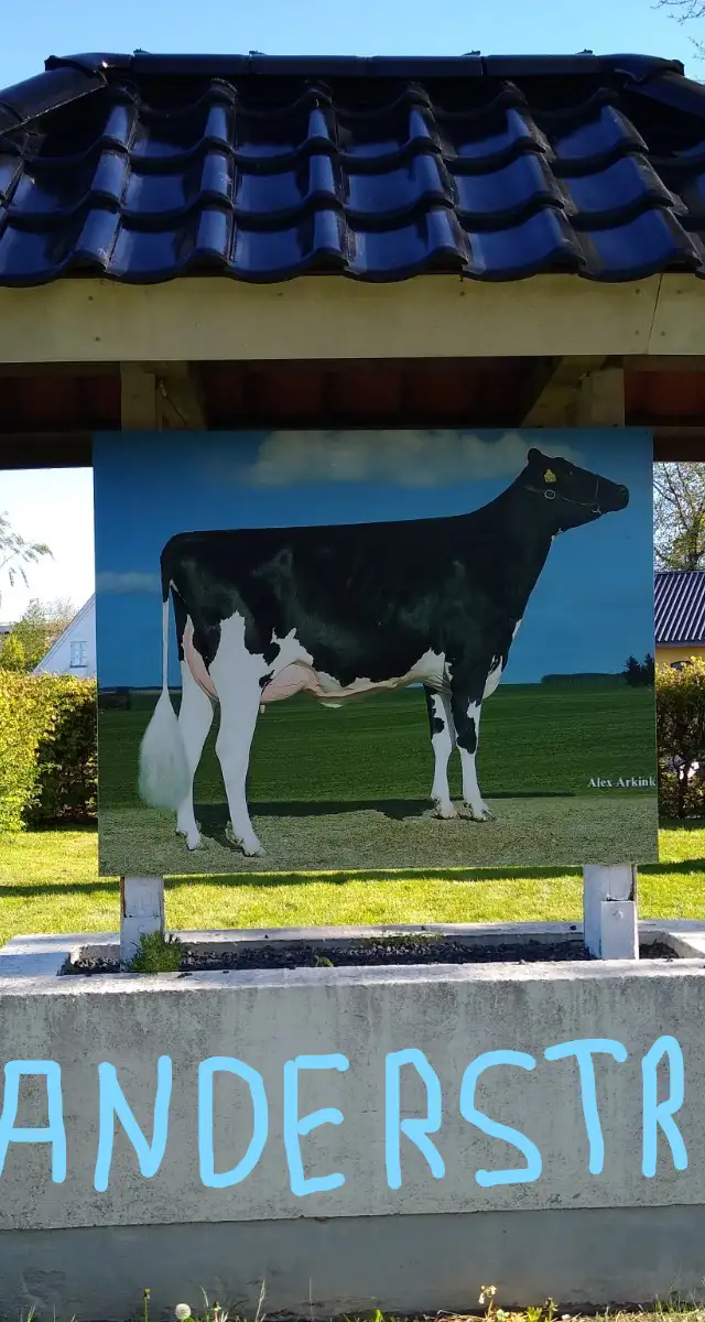 Ny ungdyrstald hos Andersstrup Holstein i Skørping.